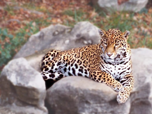 Щербакова  Наталья