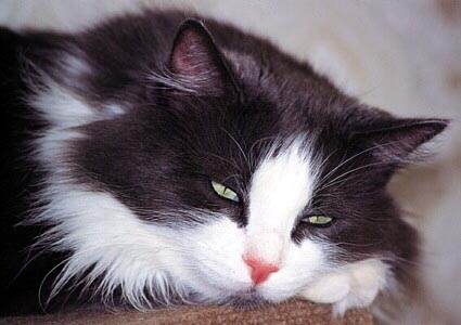 Пехова  Тамара